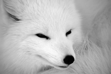 Arctic Fox clipart