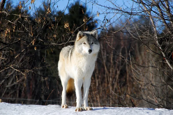 Wolfe grigio — Foto Stock