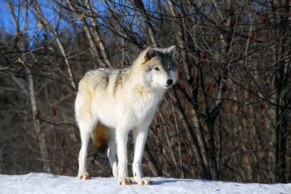 Grå wolfe — Stockfoto