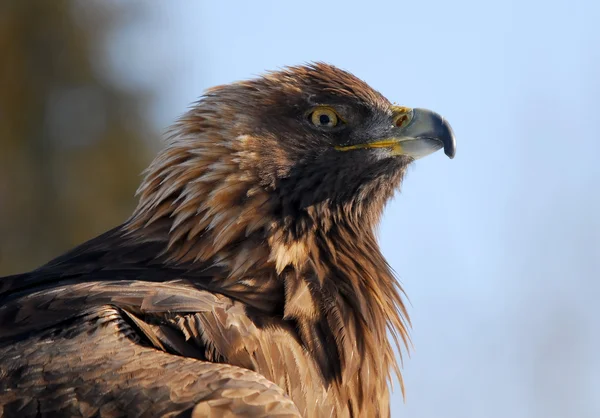 Golden Eagle — Stock Photo, Image