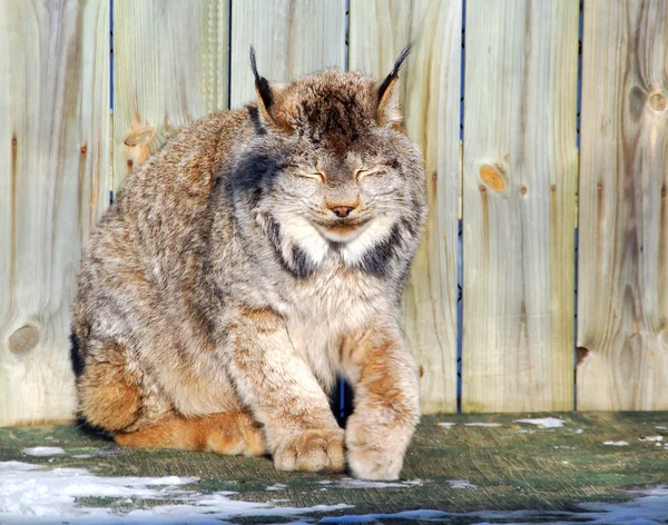 Lynx του Καναδά — Φωτογραφία Αρχείου