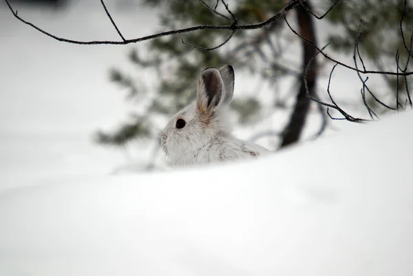 Karayak tavşanı — Stok fotoğraf