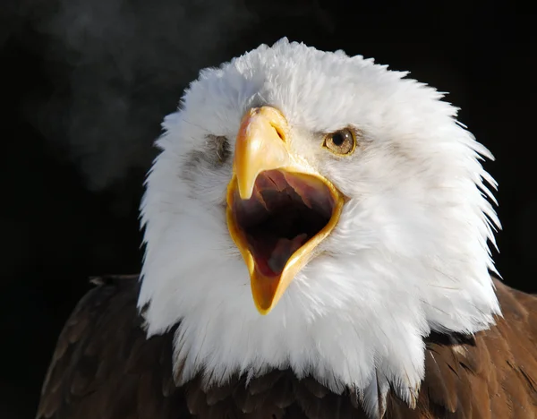Aquila calva americana — Foto Stock
