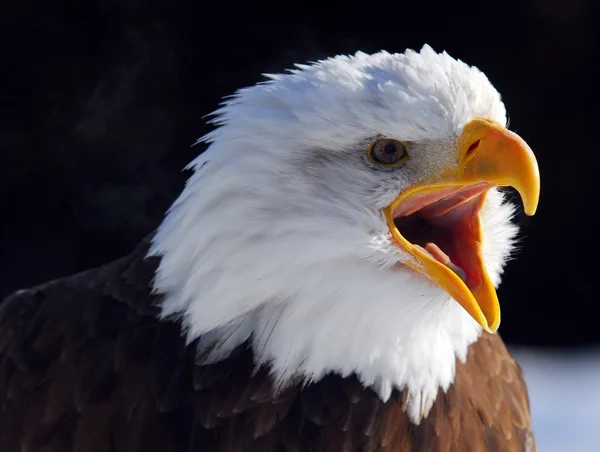 Águila calva americana — Foto de Stock