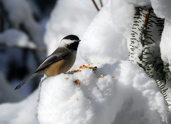 Black-capped Chickadee Stock Picture