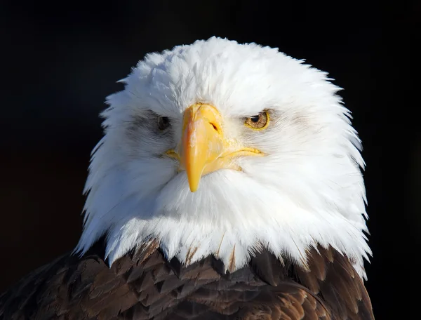 Águila calva americana Fotos De Stock Sin Royalties Gratis