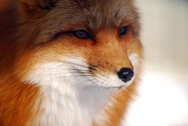Red Fox Stock Photo