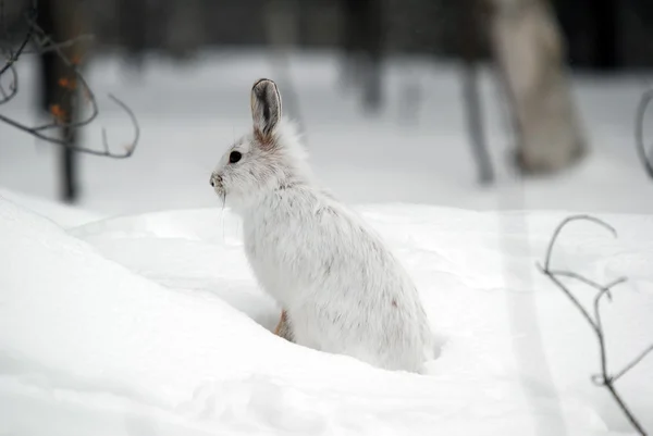 Snowshoe Hare — Stock Image Snowshoe Hare Stock Image