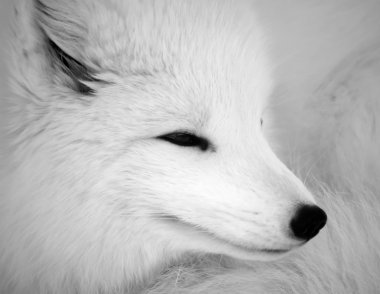 Arctic Fox clipart