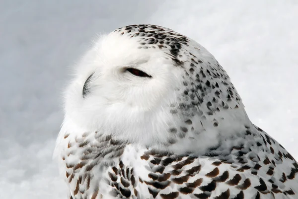Snowy Owl — Stock Photo, Image
