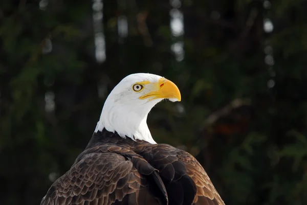 Águila calva americana —  Fotos de Stock