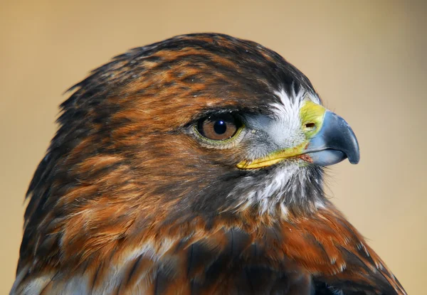 Red-tailed Hawk (Buteo jamaicensis) — Stock Photo, Image
