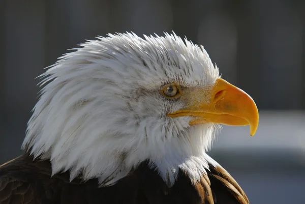 Американський білоголовий орлан — стокове фото