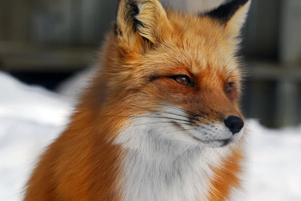 Red Fox — Stock Photo, Image