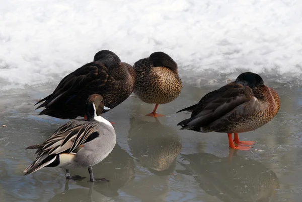 在冰上鸭子 — 图库照片