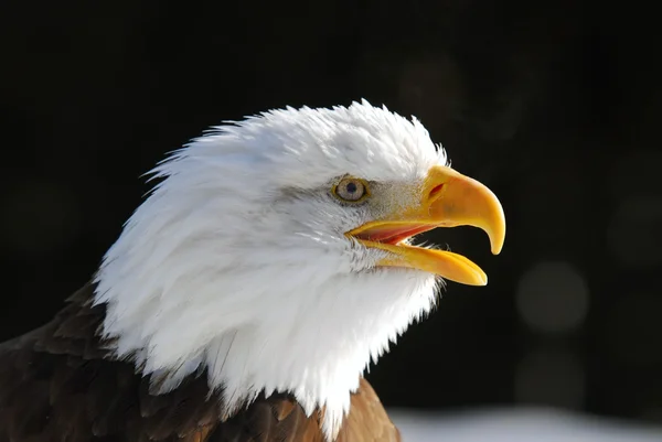 Águia careca americana — Fotografia de Stock