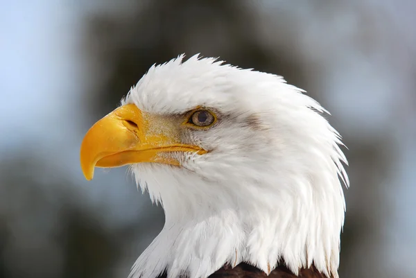 Amerikanska skallig örn — Stockfoto
