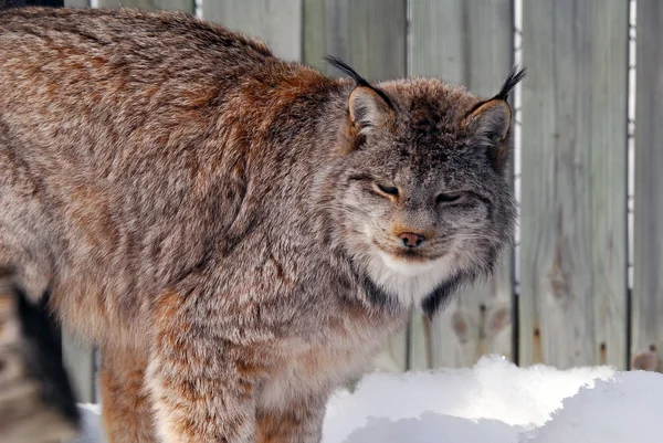 Canada Lynx — Stock Photo, Image