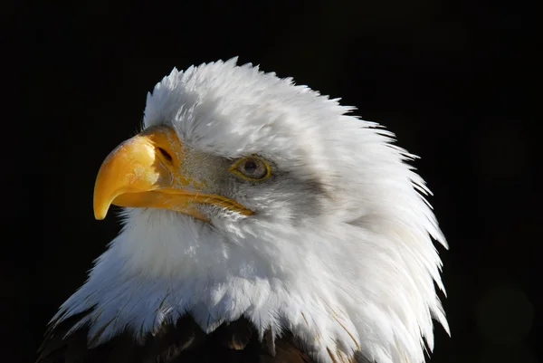 Amerikanska skallig örn — Stockfoto