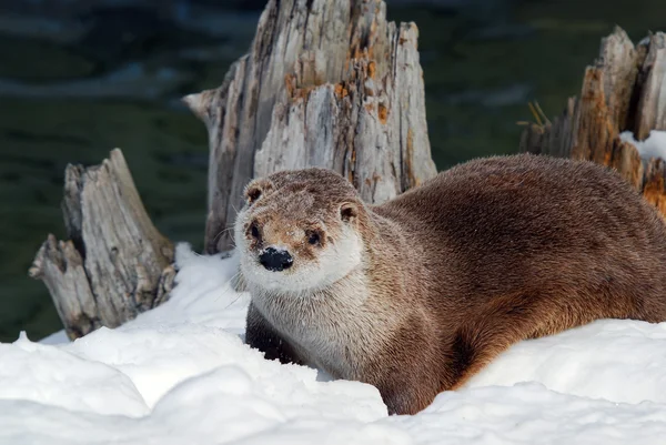 Lago Otter — Fotografia de Stock