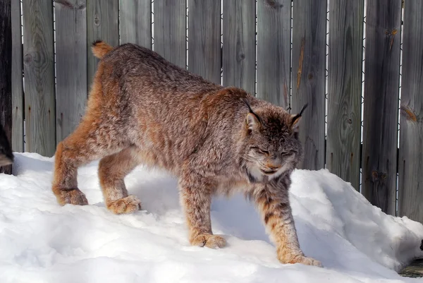 Lynx du Canada Images De Stock Libres De Droits