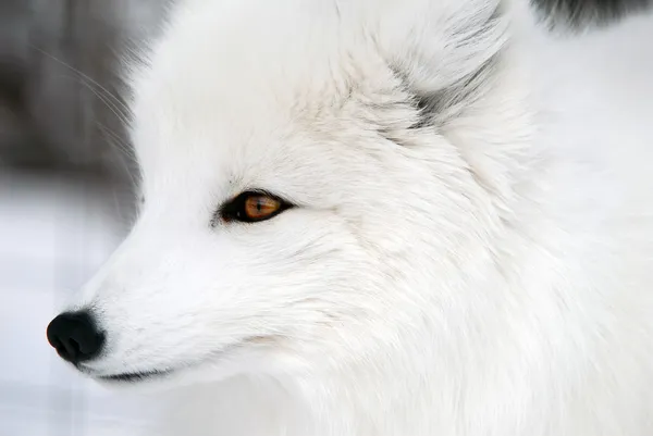 Αρκτική αλεπού Εικόνα Αρχείου