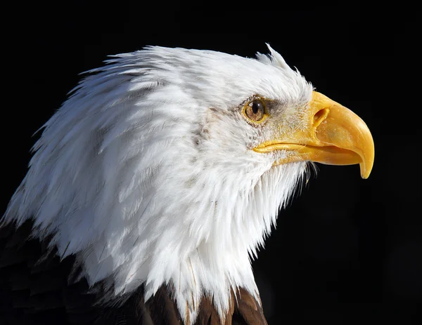 Американський білоголовий орлан Ліцензійні Стокові Зображення