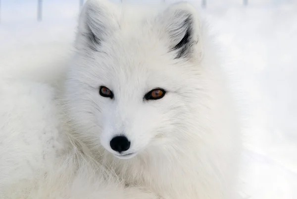 Arctic Fox Stock Photo