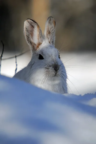 スノーシューのノウサギ ストック写真