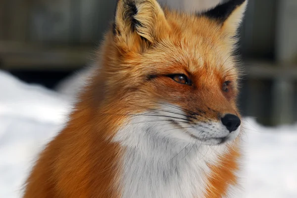 Red Fox Stock Image