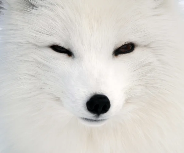 Arctic Fox Royalty Free Stock Images
