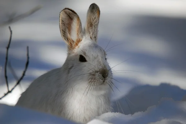雪鞋野兔 图库图片