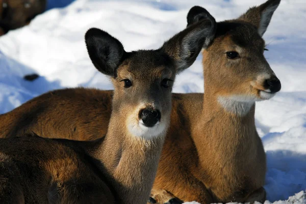 White-tailed deer Stock Image