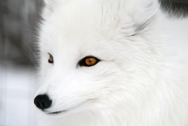 Αρκτική αλεπού Royalty Free Εικόνες Αρχείου