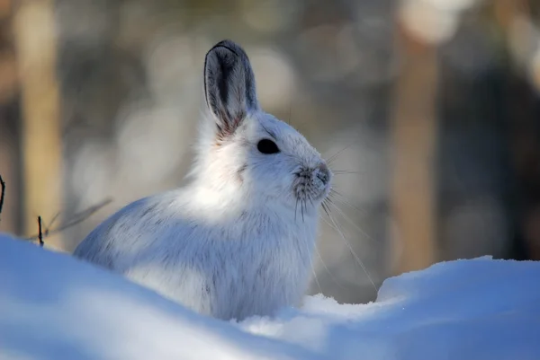 Karayak tavşanı Stok Resim