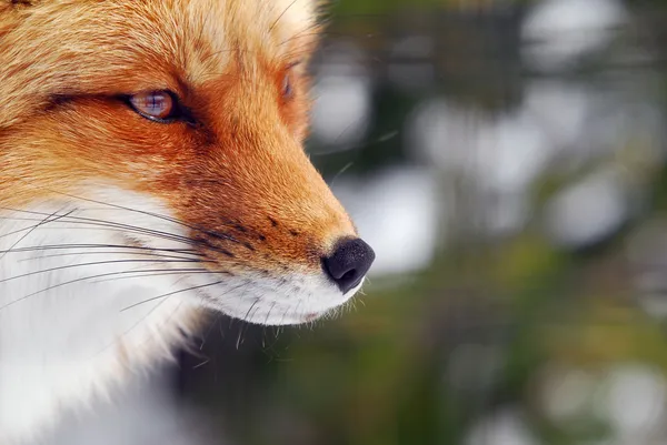 Κόκκινη αλεπού Εικόνα Αρχείου