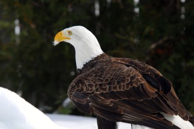 Amerikan kel kartal