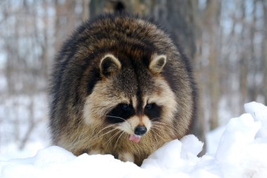Rakun.