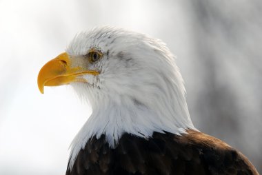 Amerikan kel kartal