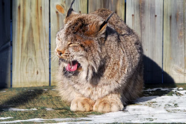 Lynx του Καναδά — Φωτογραφία Αρχείου