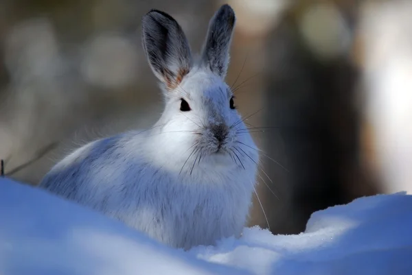 Snowshoe Hare — Stock Photo, Image