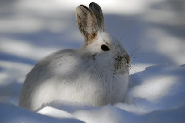 スノーシューのノウサギ — ストック写真