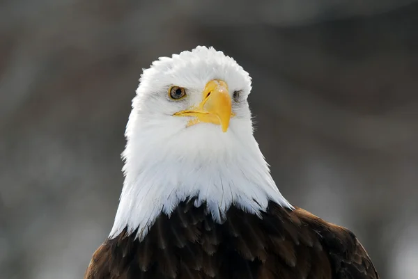 Αμερικανική φαλακρός αετός — Φωτογραφία Αρχείου