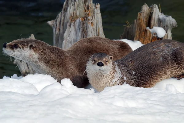 Otters — Stock Photo, Image
