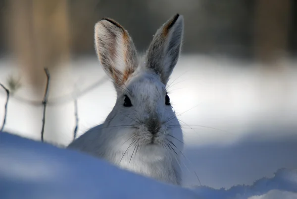 Снігоступах зайці — стокове фото
