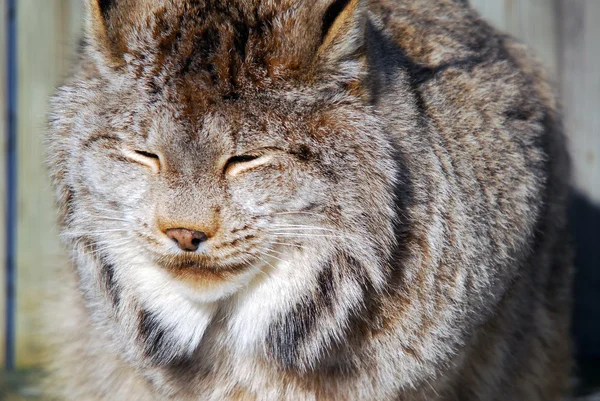 Lynx du Canada — Photo