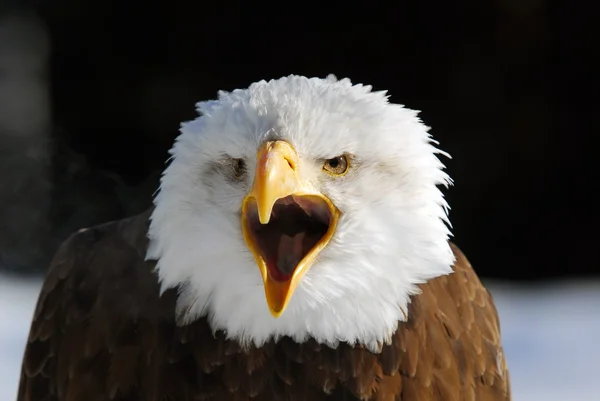 Águia careca americana — Fotografia de Stock