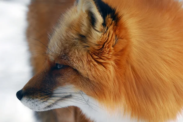 赤狐 — ストック写真