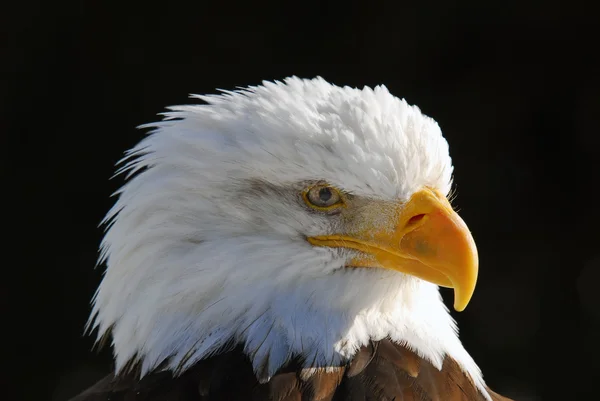 Americký orel bělohlavý — Stock fotografie