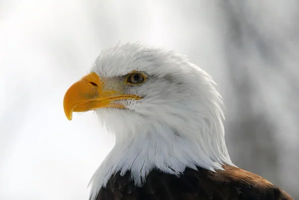 Американський білоголовий орлан — стокове фото